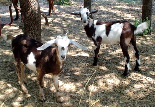 Z & Sloopy